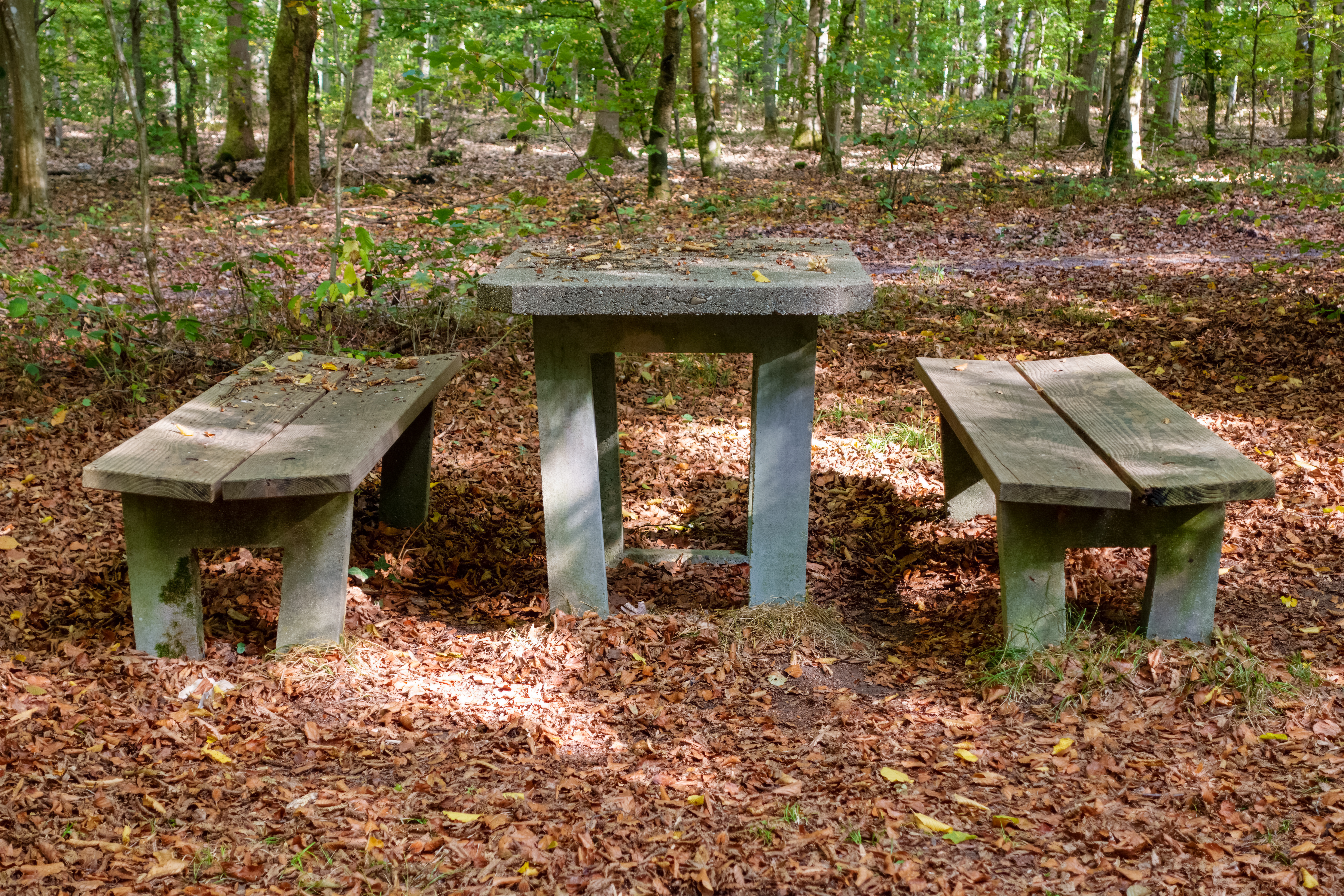 im_wald.jpg