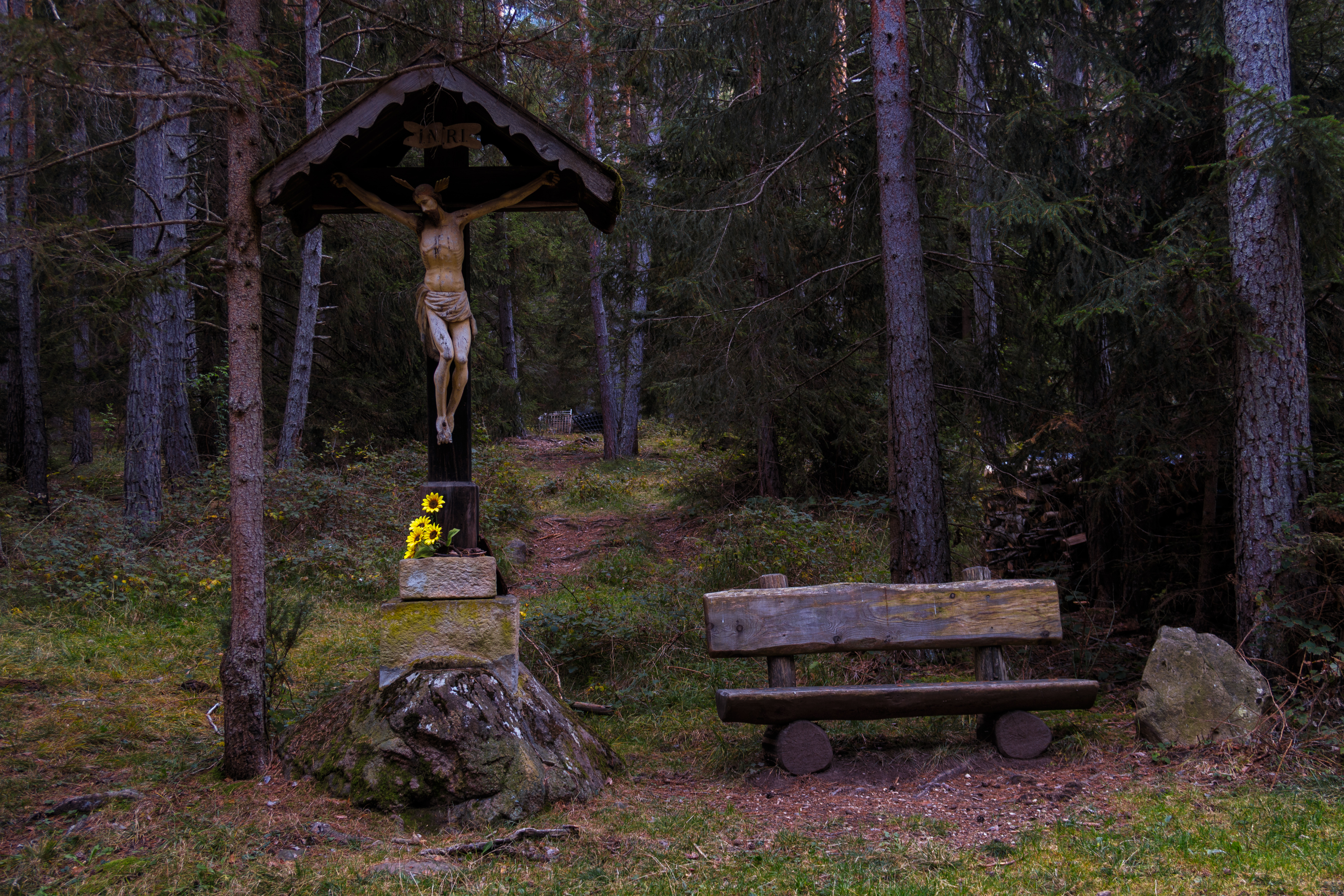 wald_am_voelser_weiher.jpg