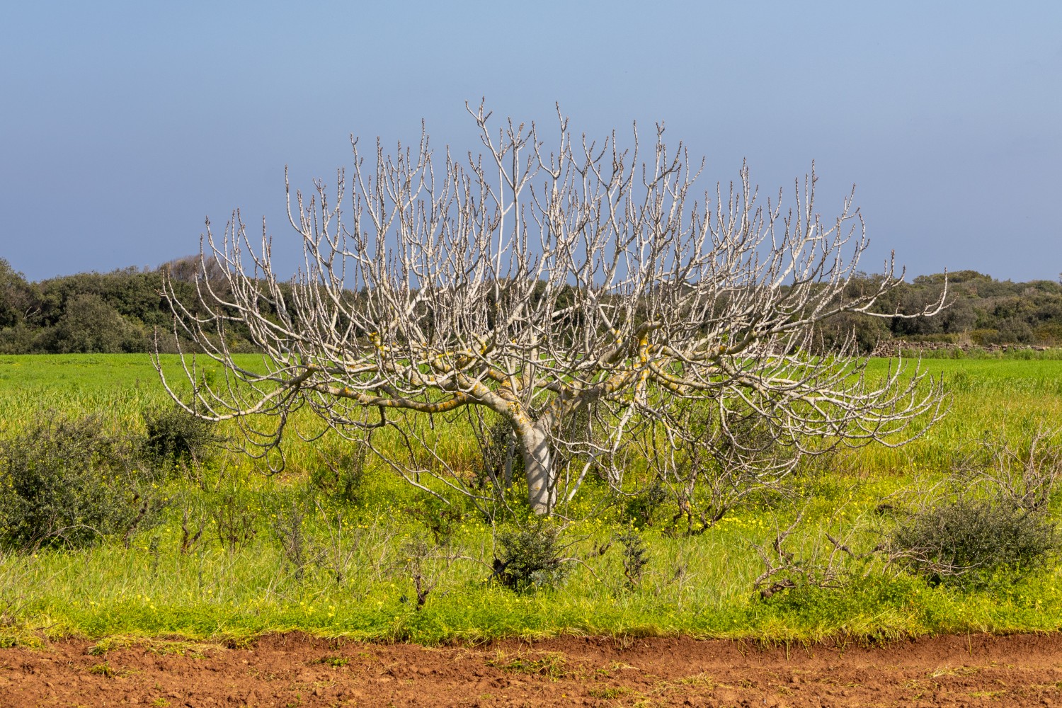 Baum